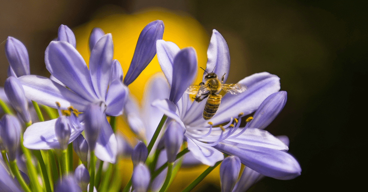 Featured Image for How to Increase Your Local Bee Population